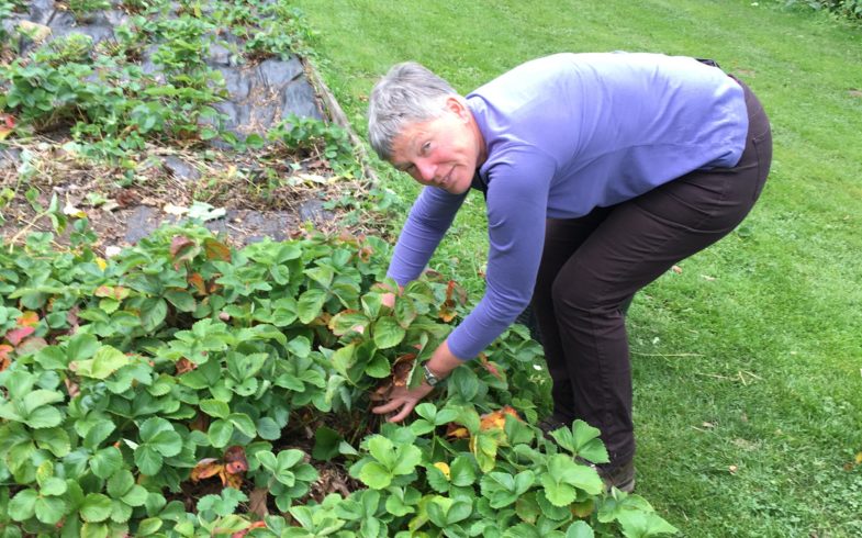 Rachel in purple long-sleeved top and brown trousers bending down and holding strawberry plant in strawberry bed.