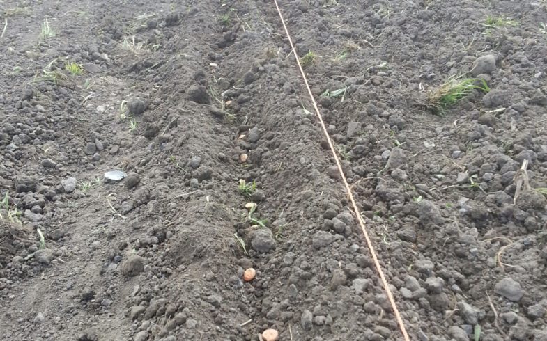 May Day Broad Bean Planting